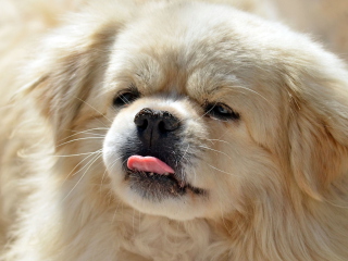 Sfondi Funny Puppy Showing Tongue 320x240