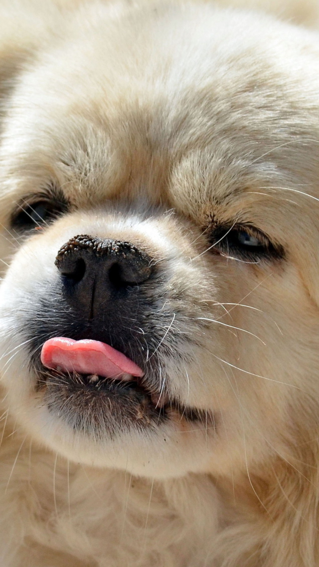 Das Funny Puppy Showing Tongue Wallpaper 640x1136