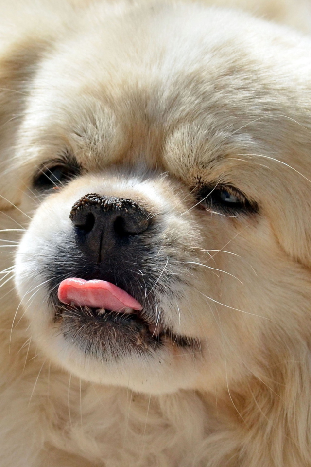 Das Funny Puppy Showing Tongue Wallpaper 640x960