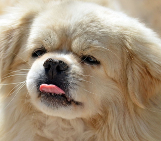 Kostenloses Funny Puppy Showing Tongue Wallpaper für iPad mini 2
