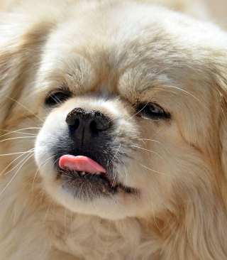 Funny Puppy Showing Tongue - Obrázkek zdarma pro Nokia C3-01