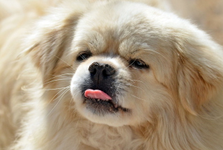 Funny Puppy Showing Tongue - Obrázkek zdarma pro Sony Xperia E1