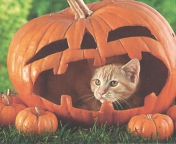 Screenshot №1 pro téma Pumpkin Cat 176x144