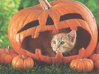 Обои Pumpkin Cat 320x240