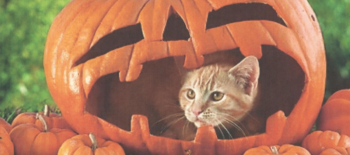 Pumpkin Cat wallpaper 720x320