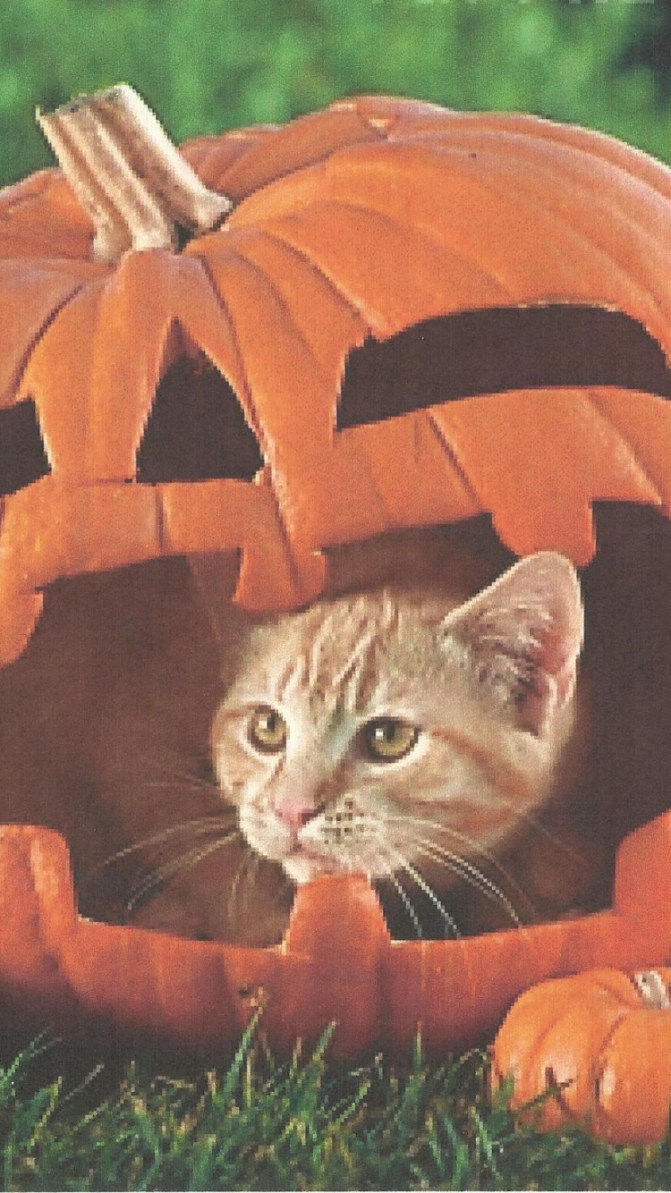 Das Pumpkin Cat Wallpaper 750x1334