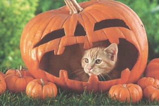 Pumpkin Cat Wallpaper for Android, iPhone and iPad