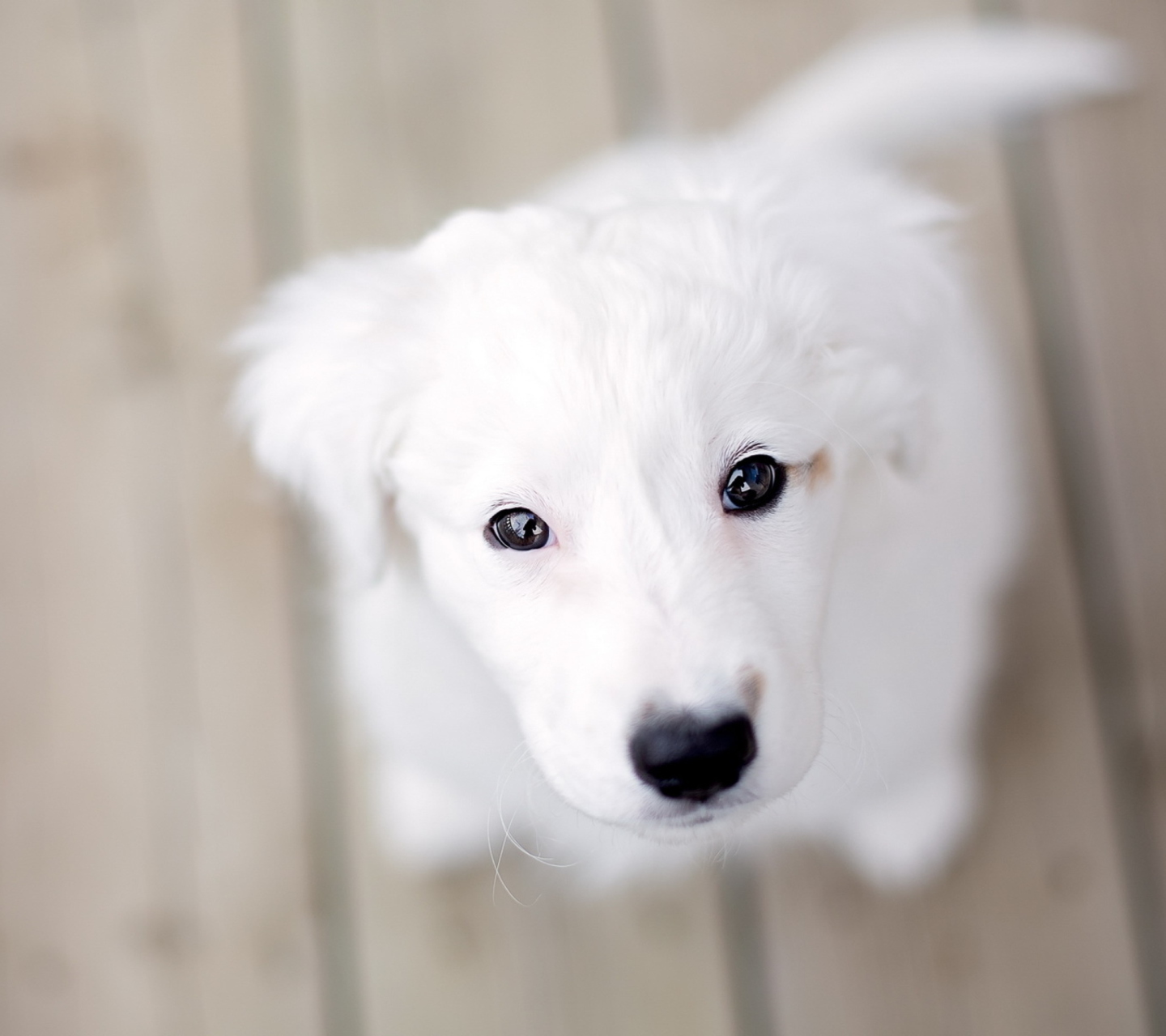 Snow White Puppy screenshot #1 1440x1280