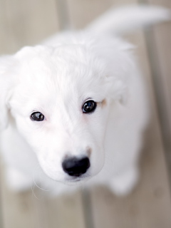 Snow White Puppy wallpaper 240x320