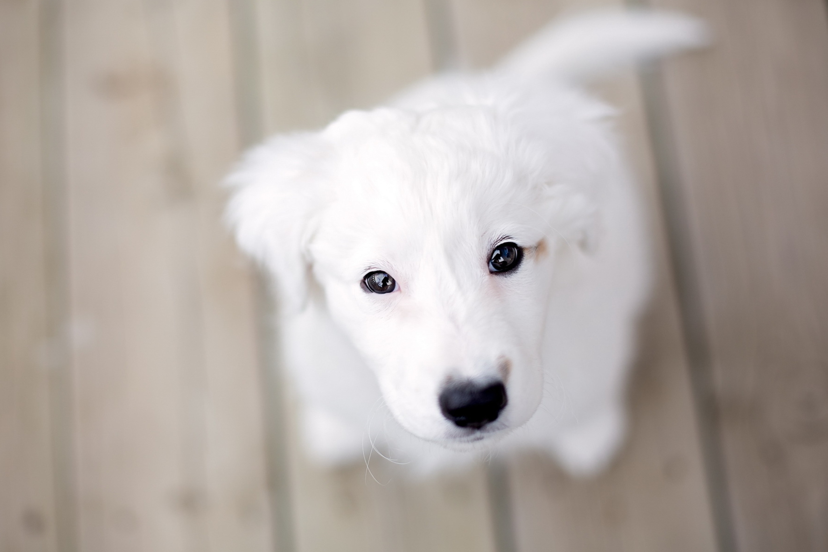 Das Snow White Puppy Wallpaper 2880x1920