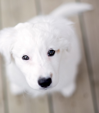 Snow White Puppy sfondi gratuiti per Nokia Lumia 800