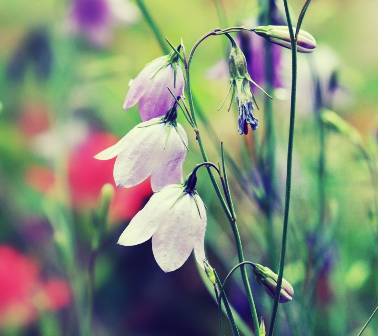 Das Purple Bells Flowers Wallpaper 1440x1280