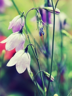 Screenshot №1 pro téma Purple Bells Flowers 240x320