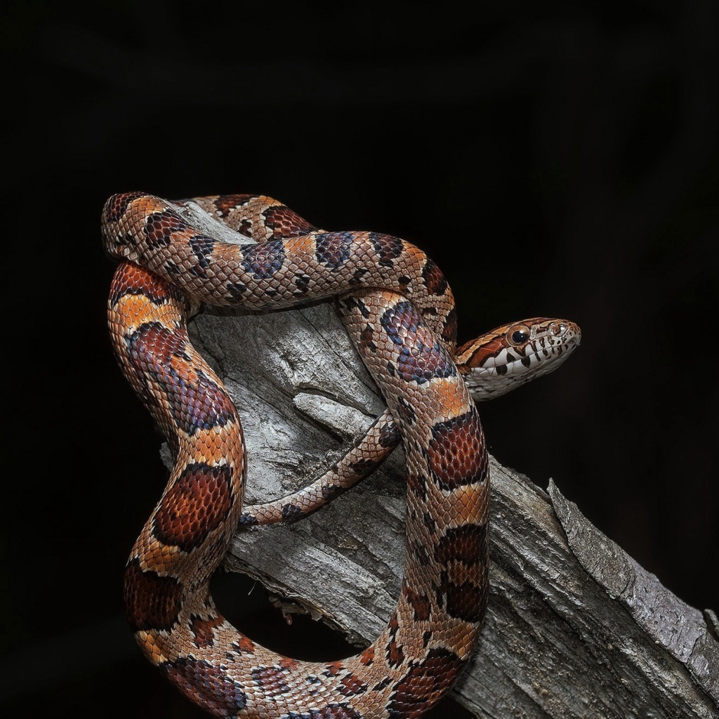 Screenshot №1 pro téma Pantherophis Corn Snake 1024x1024