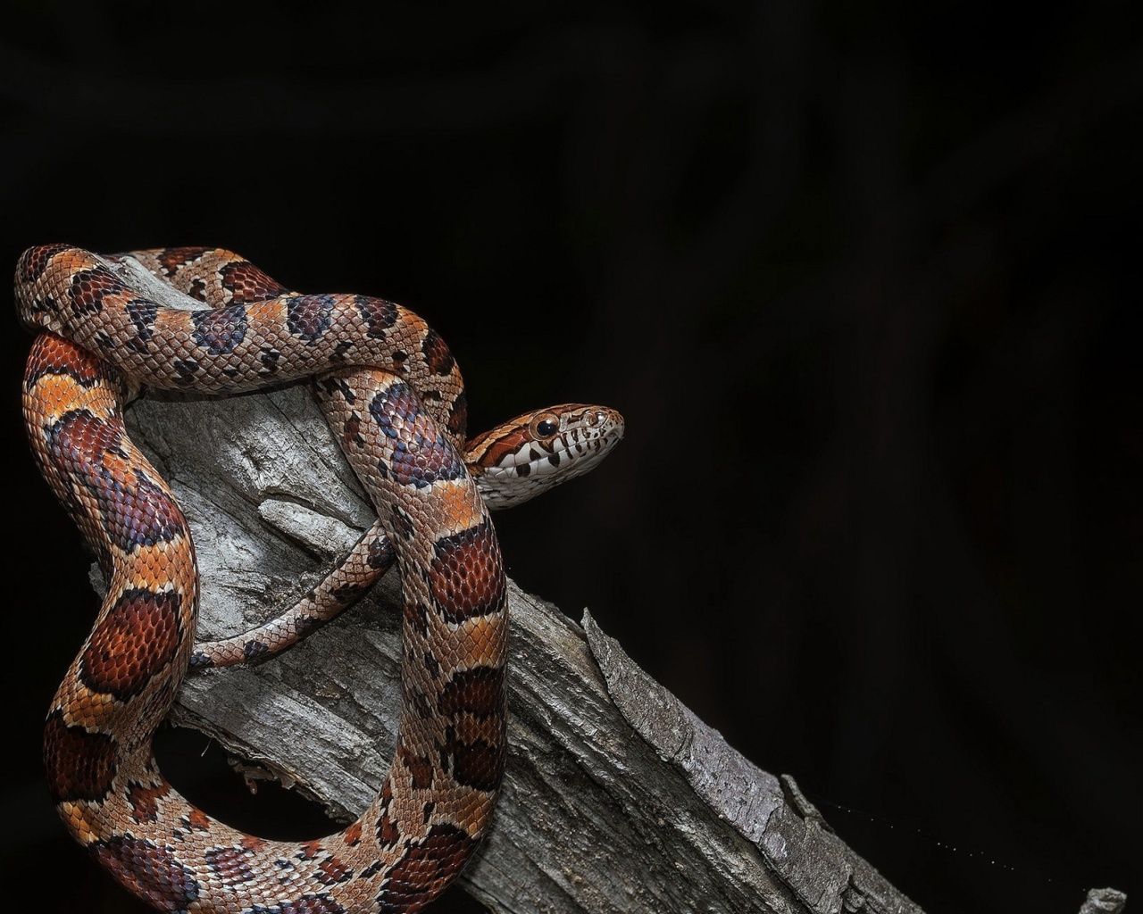 Fondo de pantalla Pantherophis Corn Snake 1280x1024