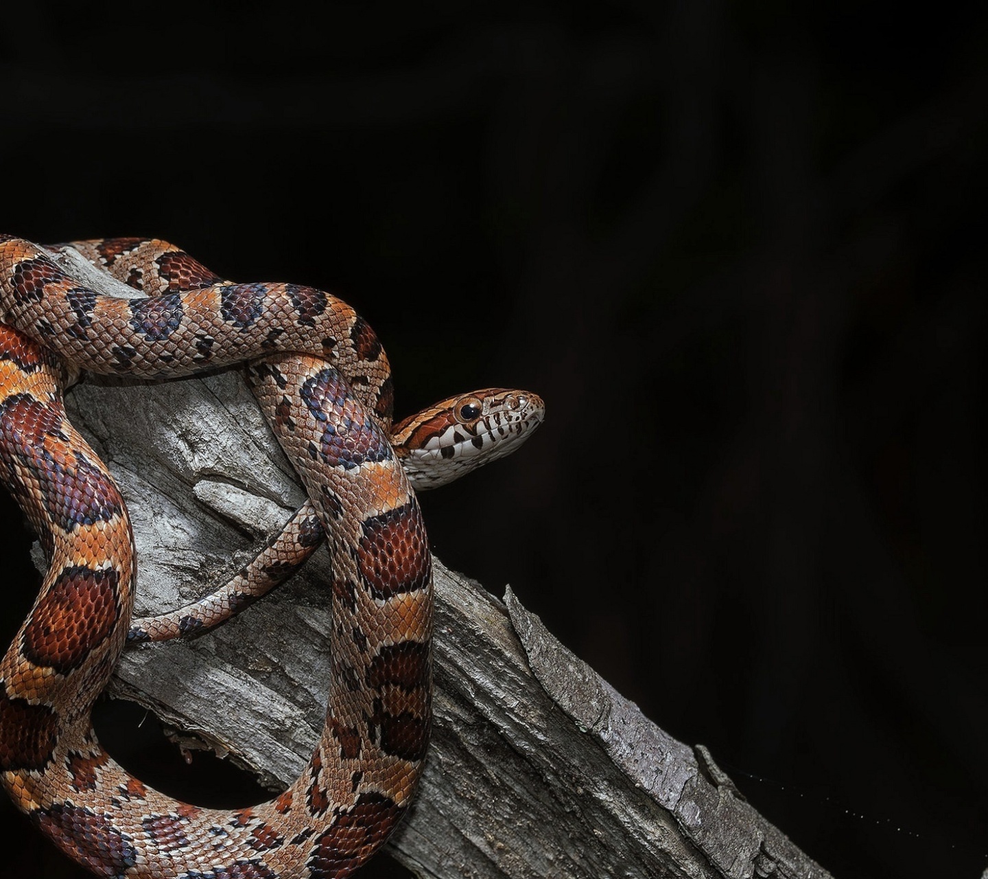 Обои Pantherophis Corn Snake 1440x1280