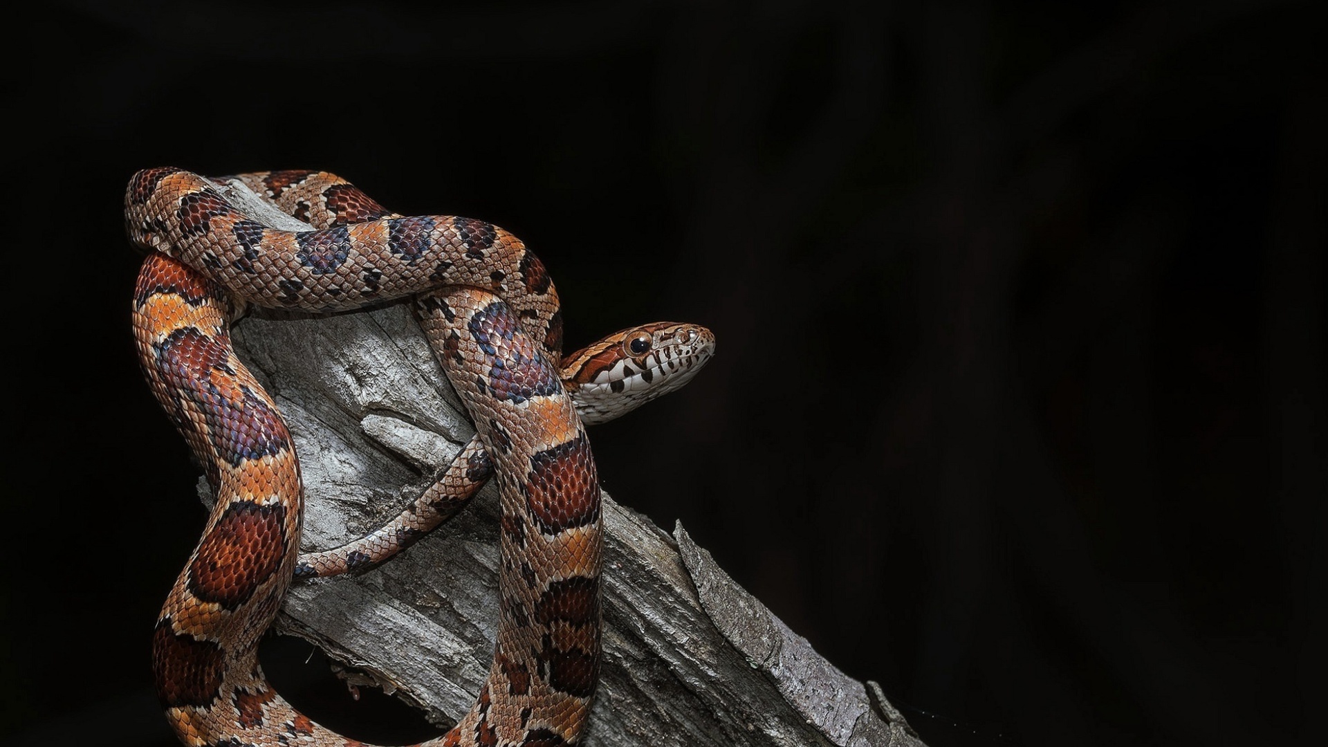 Fondo de pantalla Pantherophis Corn Snake 1920x1080