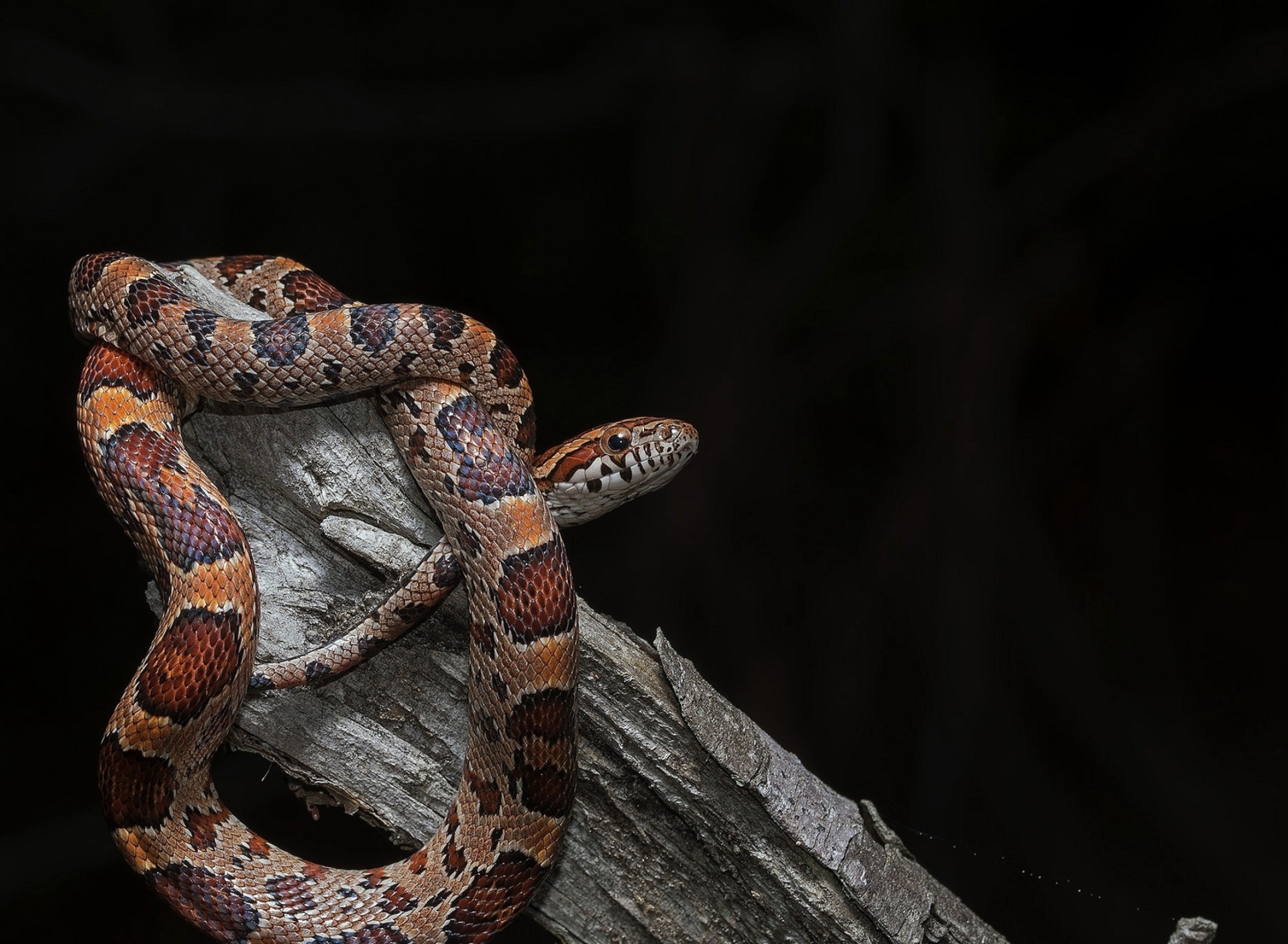 Обои Pantherophis Corn Snake 1920x1408