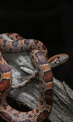 Fondo de pantalla Pantherophis Corn Snake 240x400