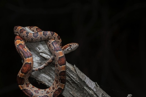 Обои Pantherophis Corn Snake 480x320