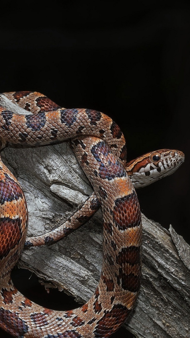 Sfondi Pantherophis Corn Snake 640x1136