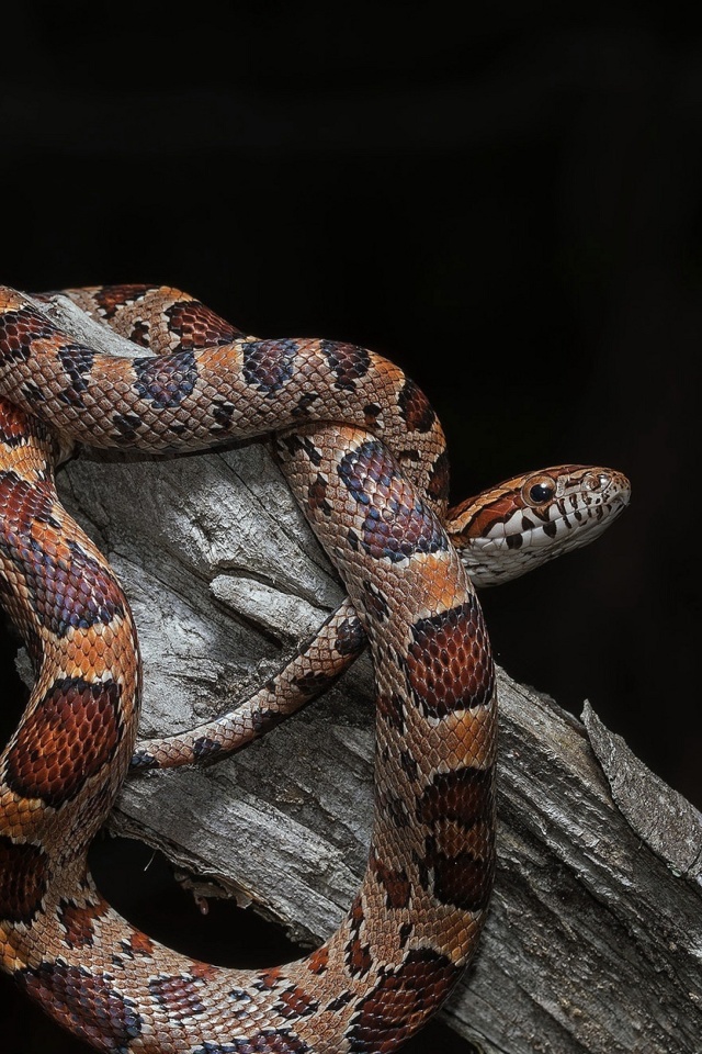 Fondo de pantalla Pantherophis Corn Snake 640x960