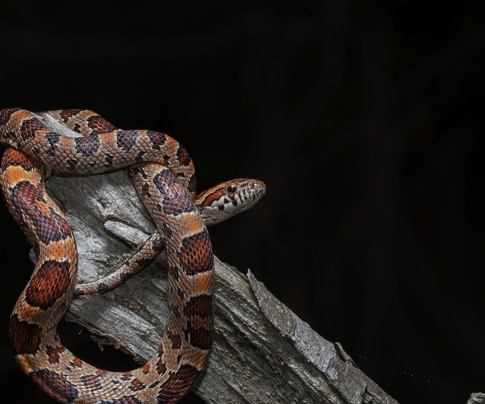 Обои Pantherophis Corn Snake 960x800