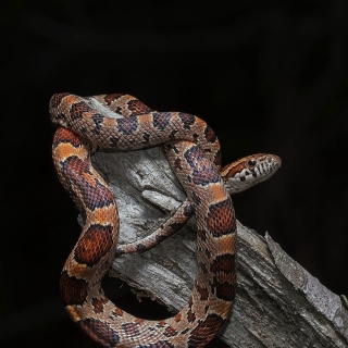 Pantherophis Corn Snake Background for 1024x1024