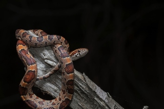 Pantherophis Corn Snake Background for Android, iPhone and iPad
