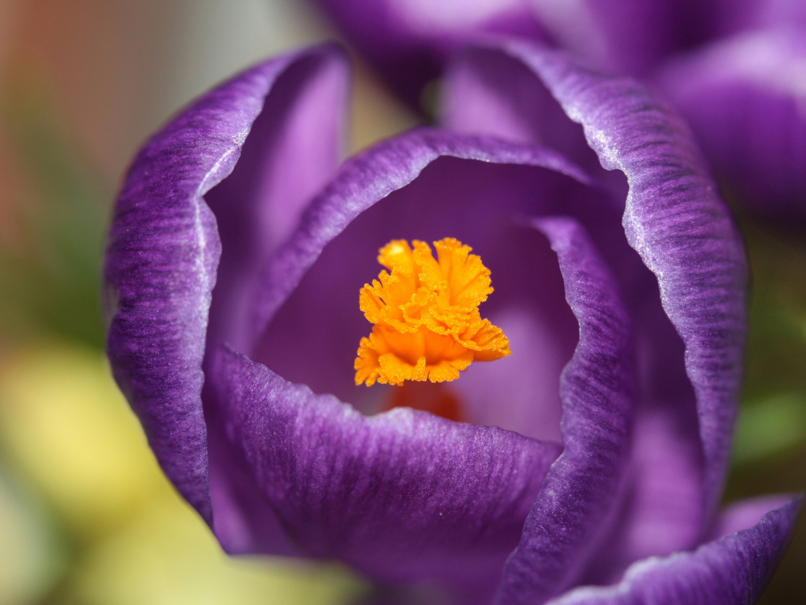 Purple Crocus wallpaper 1600x1200