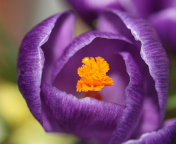 Purple Crocus wallpaper 176x144