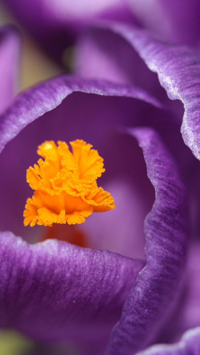 Purple Crocus wallpaper 640x1136