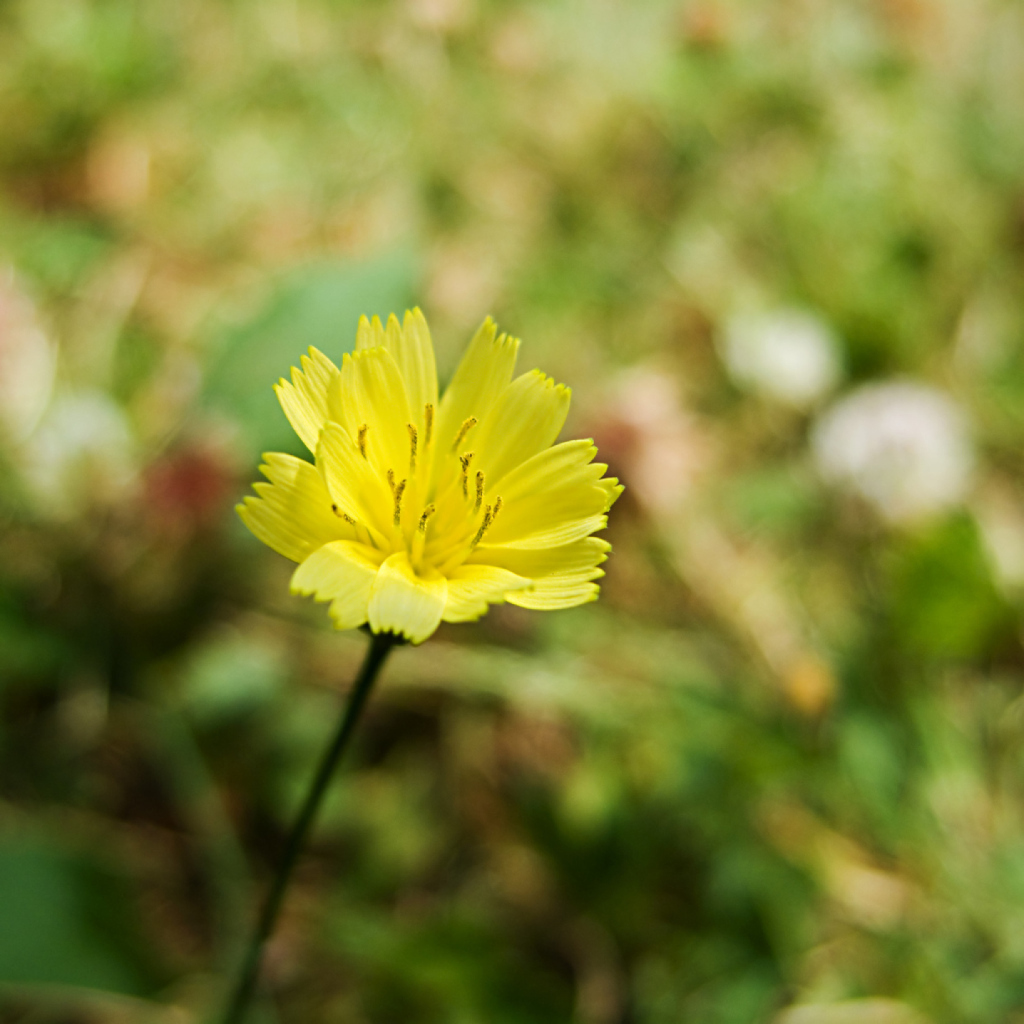 Sfondi Yellow Flower 1024x1024