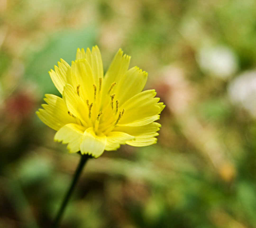 Das Yellow Flower Wallpaper 1080x960