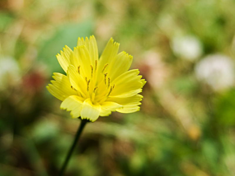 Yellow Flower screenshot #1 800x600