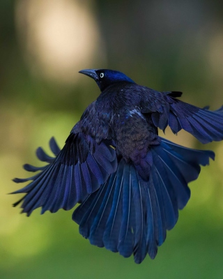 Black Bird - Obrázkek zdarma pro 640x1136