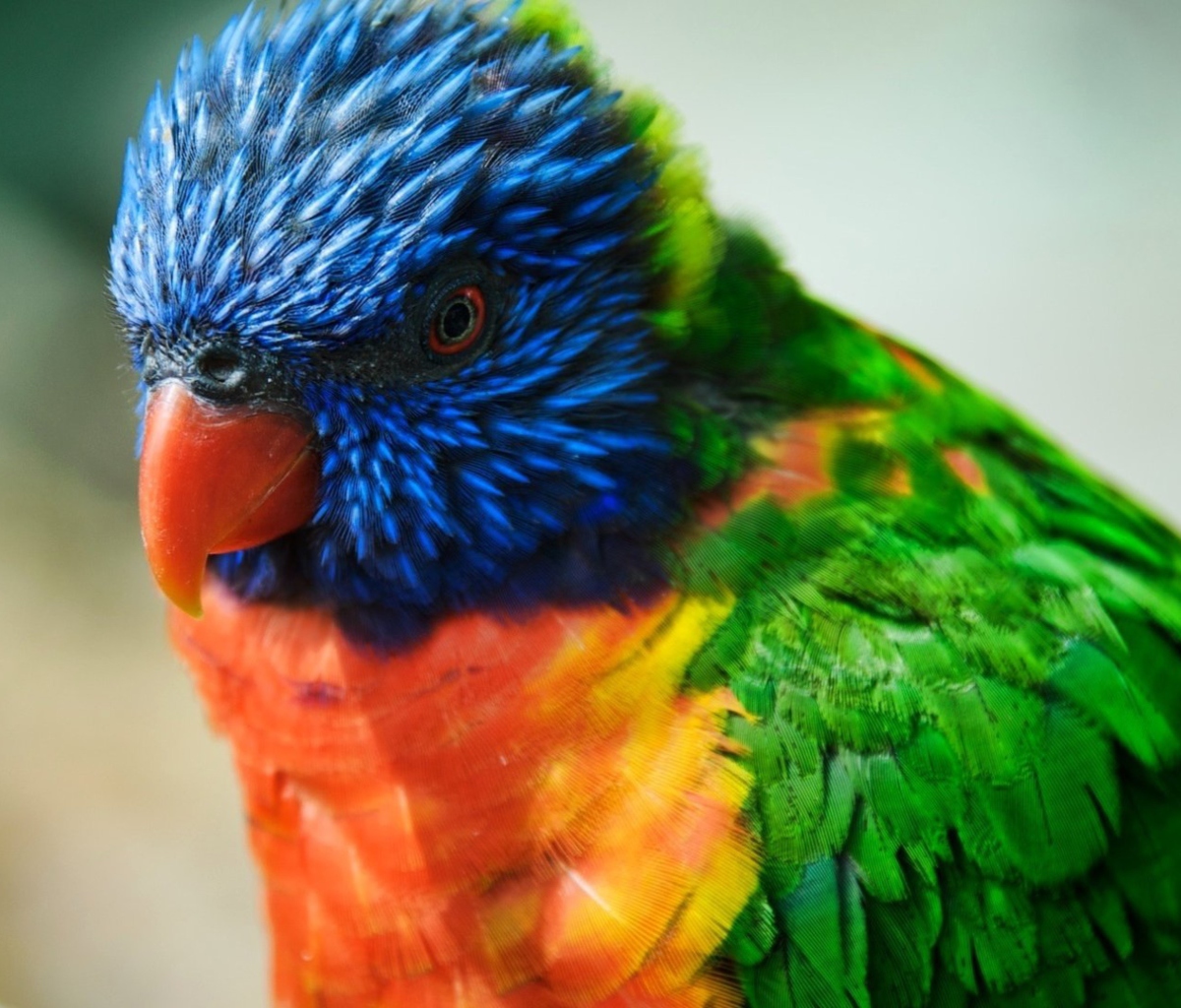 Das Colorful Parrot Wallpaper 1200x1024