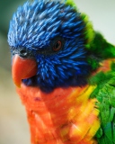 Sfondi Colorful Parrot 128x160