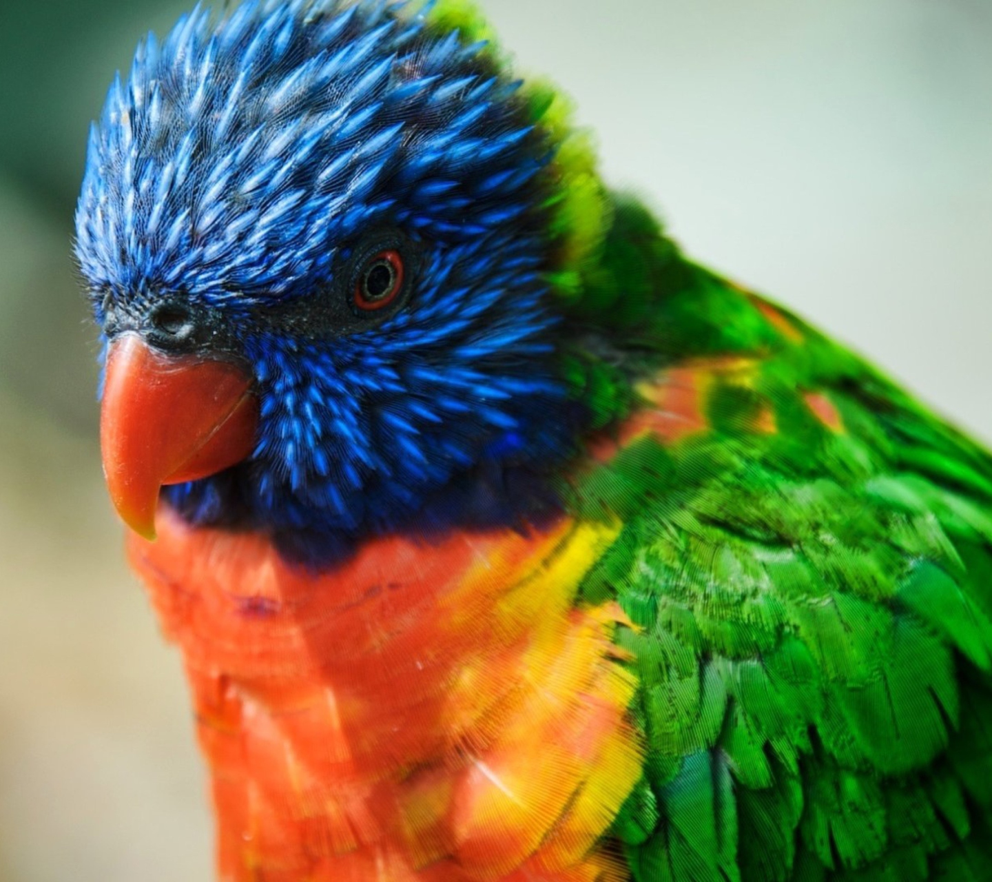 Fondo de pantalla Colorful Parrot 1440x1280
