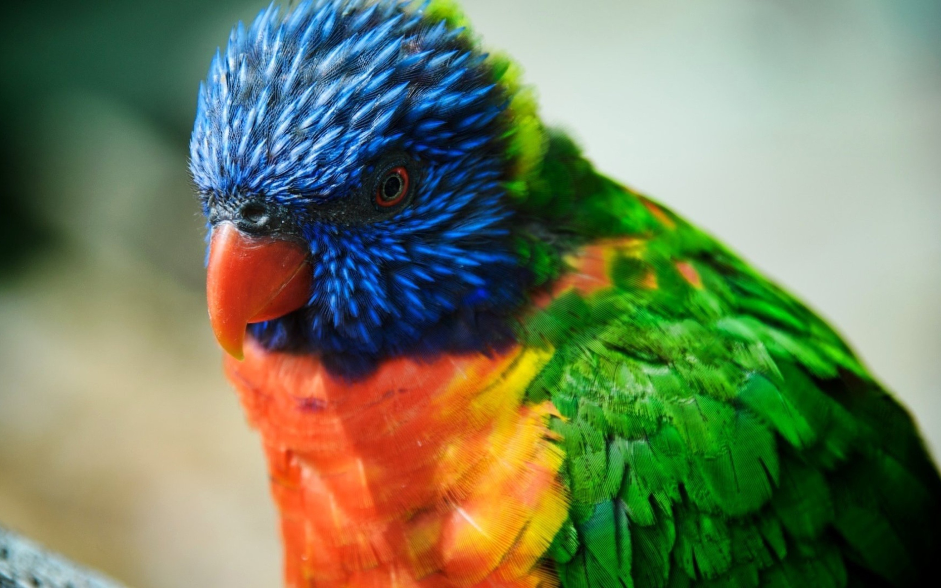 Fondo de pantalla Colorful Parrot 1920x1200