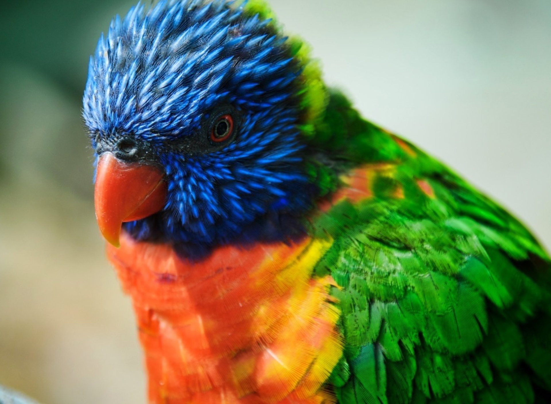 Обои Colorful Parrot 1920x1408