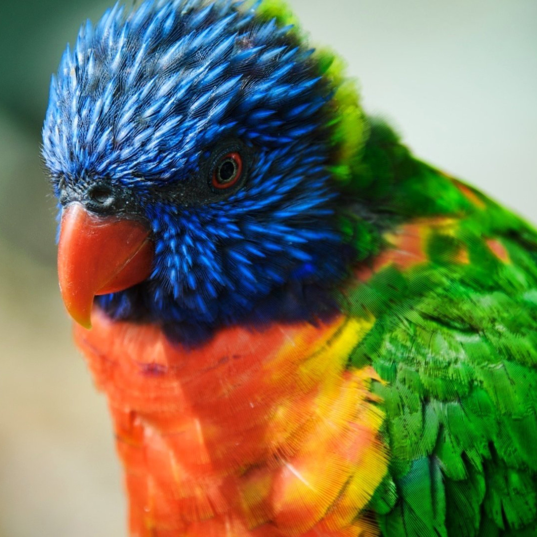 Fondo de pantalla Colorful Parrot 2048x2048