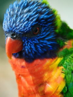 Screenshot №1 pro téma Colorful Parrot 240x320