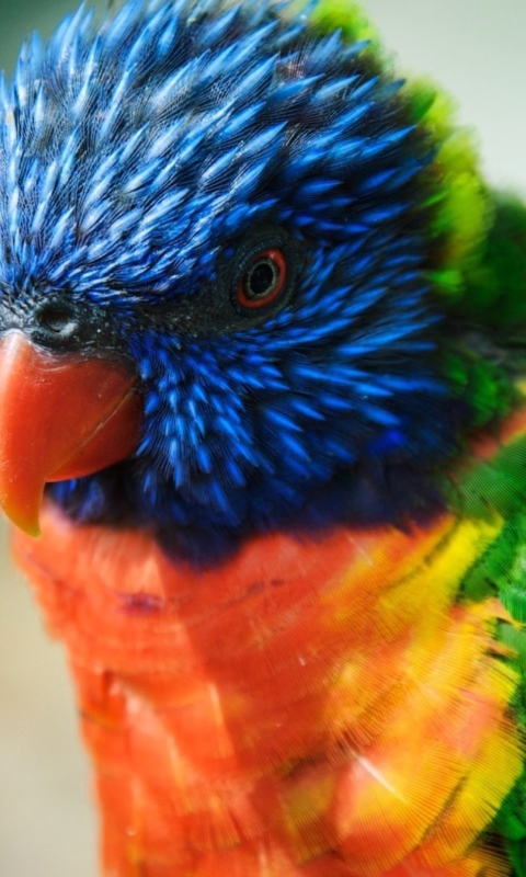 Fondo de pantalla Colorful Parrot 480x800