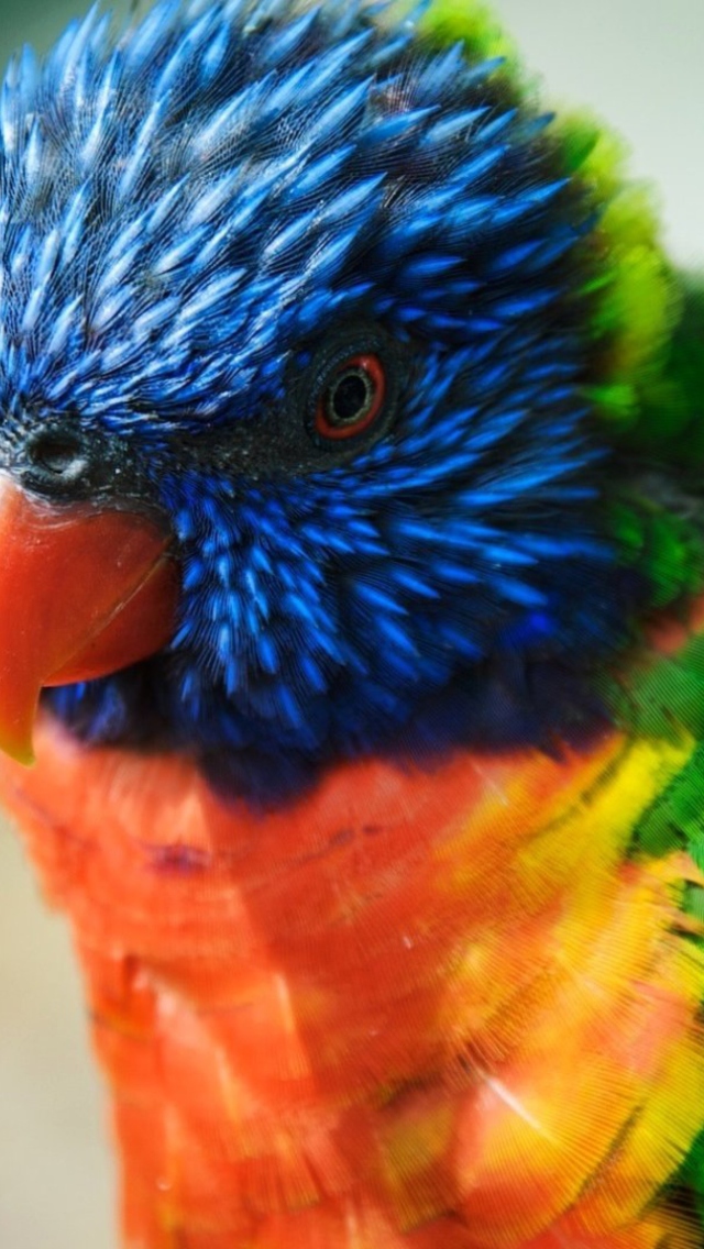 Colorful Parrot wallpaper 640x1136