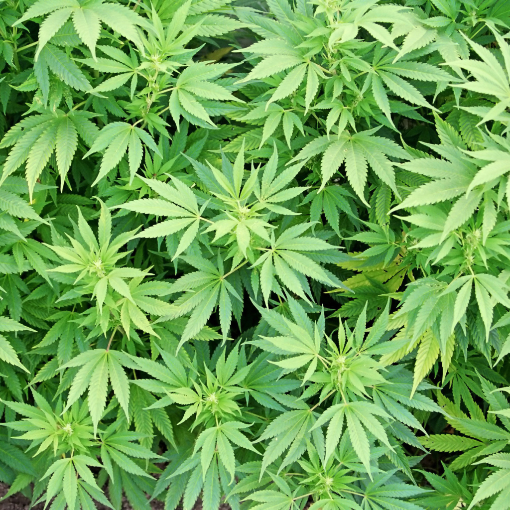 Cannabis Plant wallpaper 1024x1024