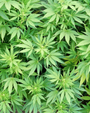 Screenshot №1 pro téma Cannabis Plant 128x160