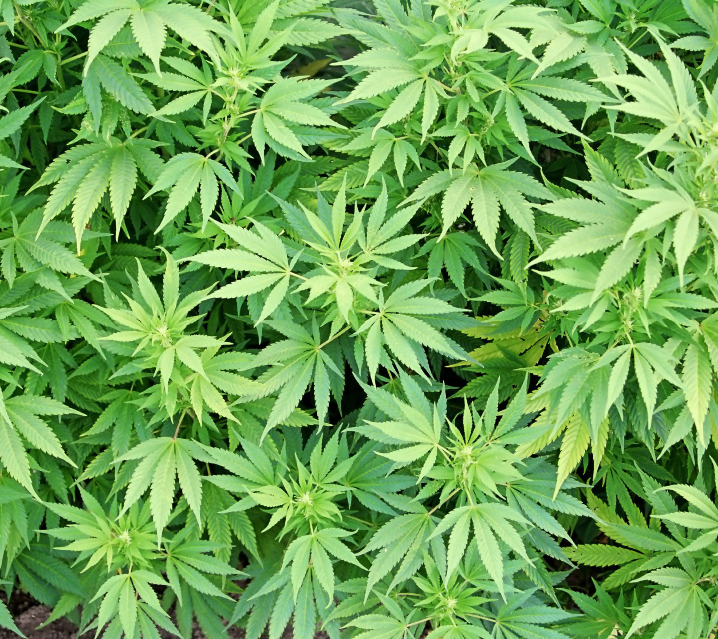 Das Cannabis Plant Wallpaper 1440x1280