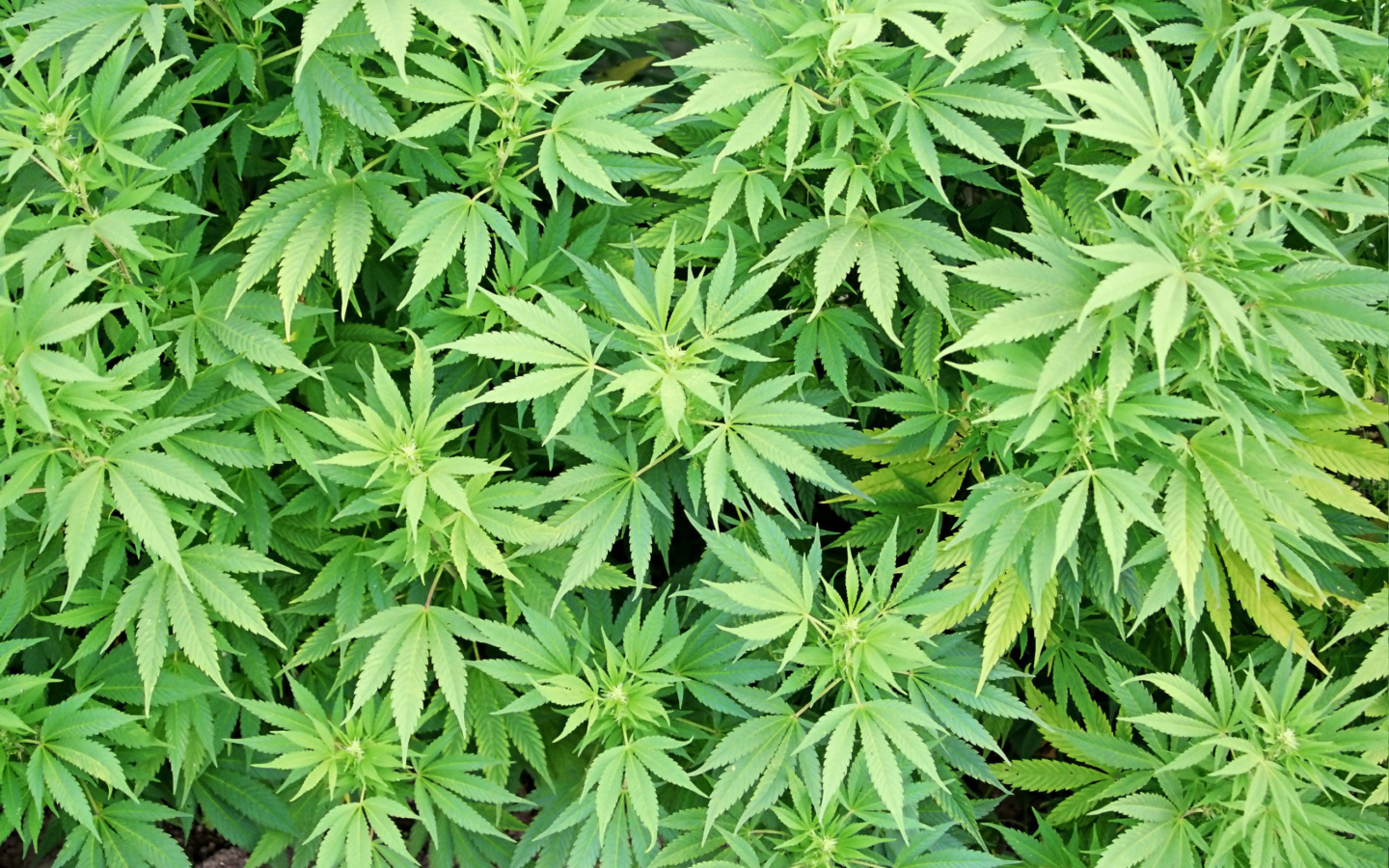 Screenshot №1 pro téma Cannabis Plant 1440x900