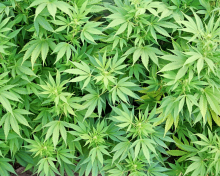 Обои Cannabis Plant 220x176